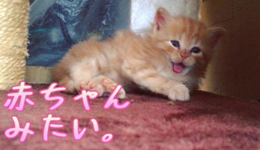 赤ちゃんみたいな茶トラのうり坊 庭の子猫たち 成長記録#23 仔猫 かわいい 長毛 黒猫 Cute kittens in the garden. キトゥンブルー cat blue eyes