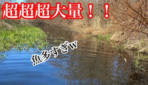 とんでもなく魚が多い川で魚捕り！【ガサガサ】