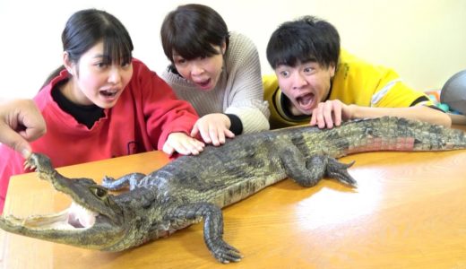 家で本物の巨大ワニを飼ったら妹母父が暴走発狂。家族が増えました