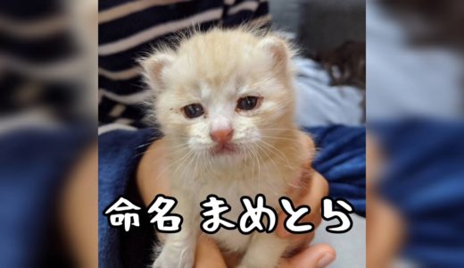 床下子猫救出のその後