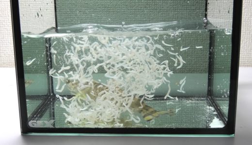 スーパーで売られていたエビに大量のシラスを与えると…