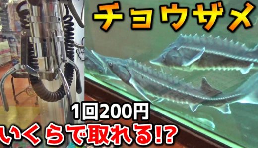 【危険度ＭＡＸ】クレーンゲームの景品がチョウザメだったｗｗ