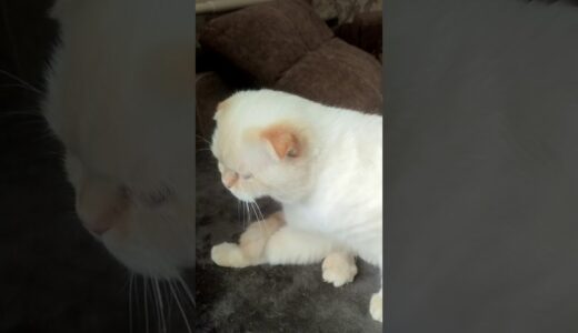 Кот / 貓 Māo / Cat .