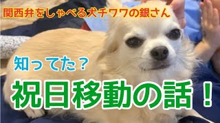 【関西弁をしゃべる犬】チワワの銀さん　今年だけ祝日移動したん知ってた！？【おしゃべりペット】