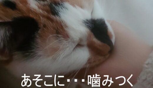 ベッドで、いちゃつく【保護猫】
