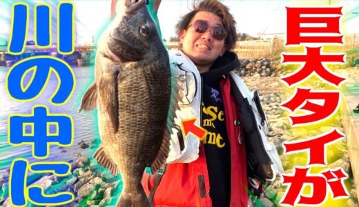 【オレ釣り史上初】超大型の黒鯛が釣れた！！