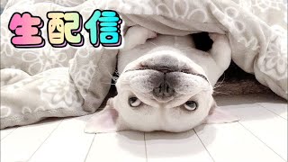 ぽーちゃんの結婚式ライブ♥️【フレンチブルドッグ frenchbulldog】