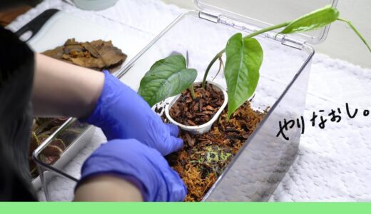 【ツノガエル】飼育ケースに“再度”植物を植えていきます