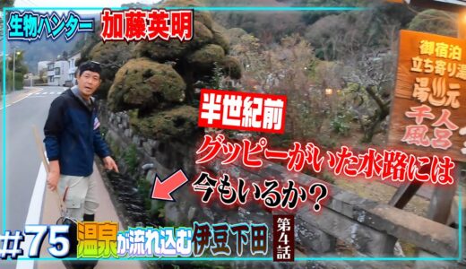 半世紀前にグッピーがいた水路には今ナニがいる？伊豆下田の川で捕獲調査した結果…第四話≫生物ハンター加藤英明