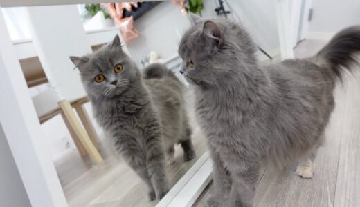 鏡で自分を見た猫の反応が可愛過ぎた