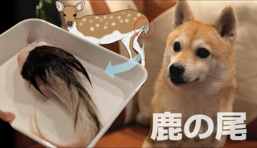鹿の尻尾を食べる柴犬