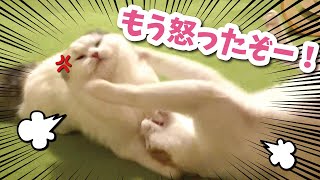 【大喧嘩】つくしと師匠のケンカが酷すぎる件【おしゃべりする猫】