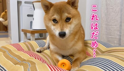 お気に入りのおもちゃを必死に守ろうと飼い主の手を噛んでしまいそうになる柴犬…