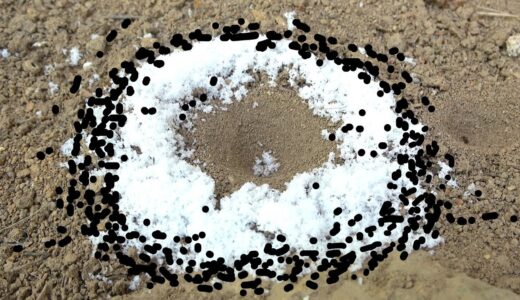 アリジゴクを砂糖で囲んでアリを呼んでみた結果…