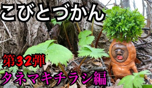 【こびとづかん】タネマキチラシ見つけるまで帰れま10！！