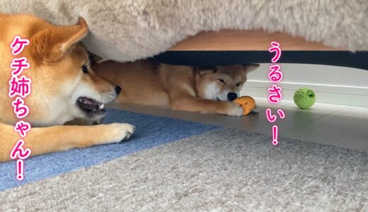 ついに姉の守りに痺れを切らして喧嘩になってしまいました(;´д｀)