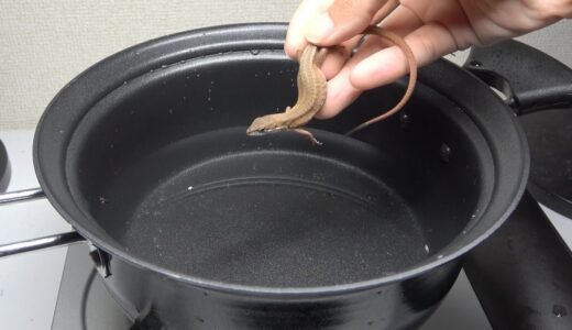ペットのカナヘビを茹でて食べてみた