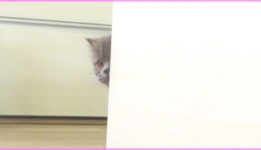 飼い主に触られて機嫌をそこねた愛猫がこちらですｗ