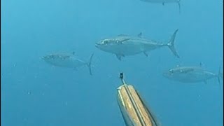 【3泊4日サバイバル】いきなりマグロに遭遇！海底に引きづり込まれる銃。