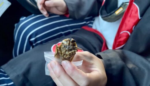 友達にタガメ食わせてみた