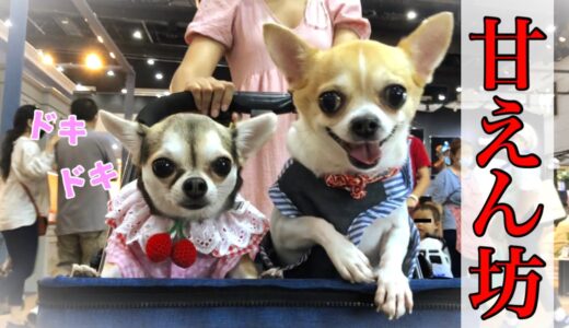 ママが大好きなチワワはどこに行っても甘えん坊で手がかかるんです (心の声編)