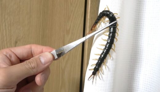 生き物YouTuberの家に迷い込んだムカデの末路
