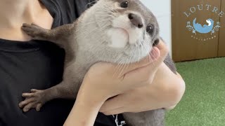 カワウソの赤ちゃんより赤ちゃんなのは誰？　Who is the most baby-like otter?