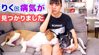 りくの病気について。病院に行ってある病気が見つかりました。【フレンチブルドッグ】