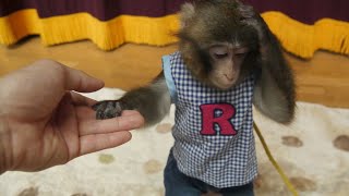 【どうした？】子猿のルートくんが体調不良を訴えてきました…
