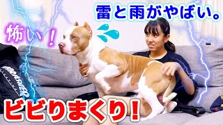 雷と雨がやばい。ロッキーも私もビビりまくり⚡️りくは。。。大丈夫？【ゲリラ豪雨】
