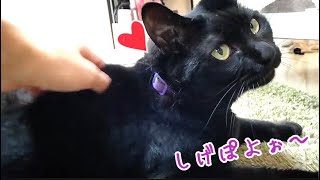 黒猫ナナは飼い主よりペットシッターがお好き？