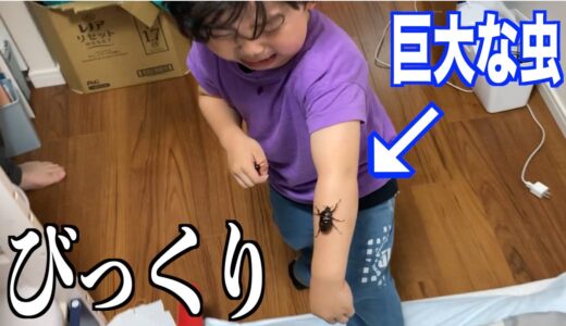 次男の手に巨大な昆虫が...！！三兄弟みんな号泣｜三兄弟初めてペットを飼う