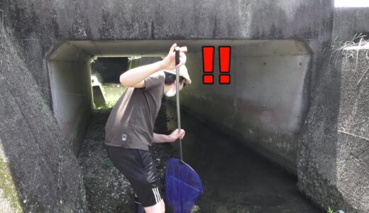 水槽に異変が・・・　橋の下にブリブリのアイツが潜んでいました！