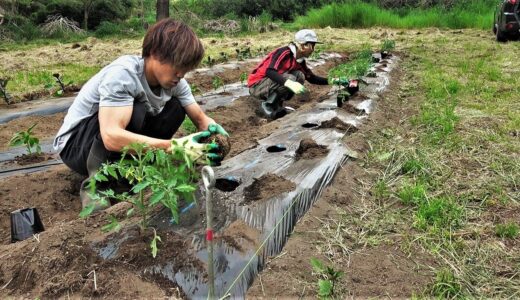 夏野菜の苗を畑に植え替えしてたら夫婦がハチロクで遊びに来た。