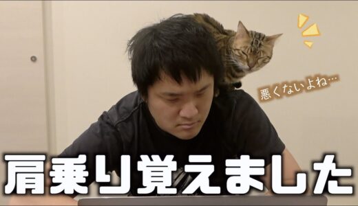 編集中に肩に飛び乗ってくるロゼ