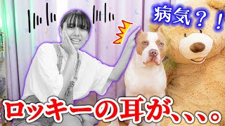 ロッキーの耳が、、、。また病気？！病院に行ってきました。先生に怒られた？【アメリカンピットブル】