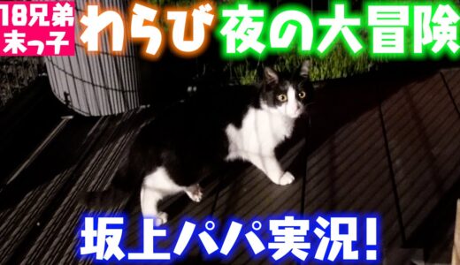 【坂上家の日々】おやつタイムでハプニングが！自由なニャンコ軍団の日常をお届けします。