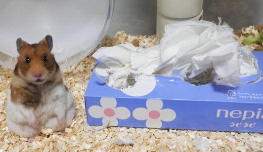 曇りなき眼（まなこ）で見つめてくるハムスターを決して褒めてはいけません【11日目】