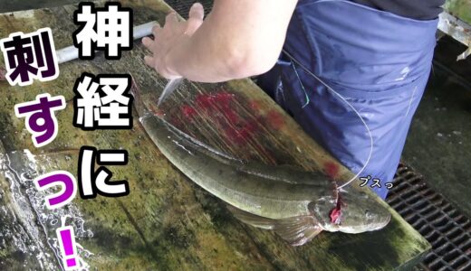 暴れ狂うマゴチの『簡単なさばき方』。刺身の上位互換『あらい』とは？