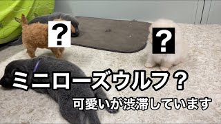 【可愛い子犬達】犬好きなら間違いなく癒されます