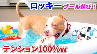 ロッキーとプール！テンション上がり過ぎ？w泳げるの？【アメリカンピットブル】