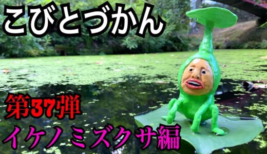 【こびとづかん】イケノミズクサ見つけるまで帰れま10！！！