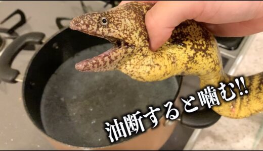 油断したら噛んでくるウツボを3日間煮込み続けたら最強の出汁が取れた！！