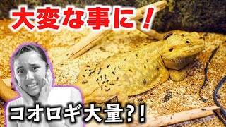 ハングリーちゃんの家がコオロギだらけ？！大量のコオロギ赤ちゃんで大変な事に！【爬虫類】