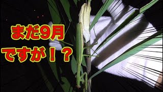 【昆虫採集】クツワムシを探してたら生物の神秘をみた...。