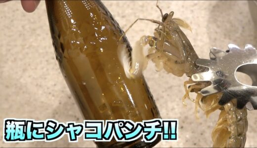 【危険】銃弾レベルのシャコのパンチをビンに当てると・・・