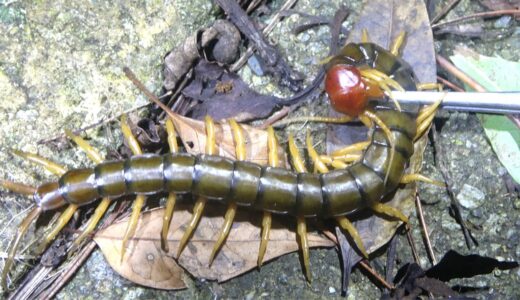 凶暴な大ムカデを制圧する方法…他