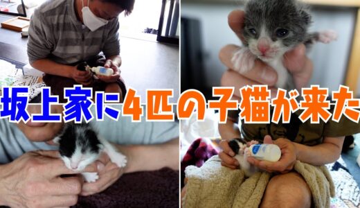 【感動の初対面】4兄弟の赤ちゃんニャンコを坂上家が預かる！預かりさん#2