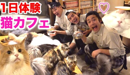 1日猫カフェ体験でお仕事やってみたら可愛すぎて帰れなかった！？