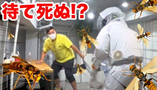 【危険】いきなり部屋をハチだらけにするドッキリしたら大爆笑の反応が出たwww